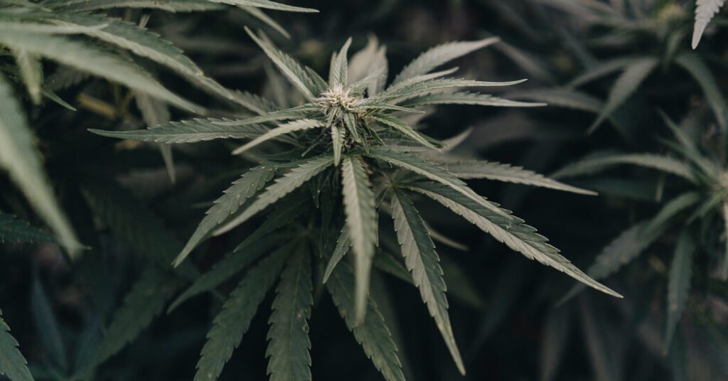 Biden administration plans to recommend relaxing marijuana regulations