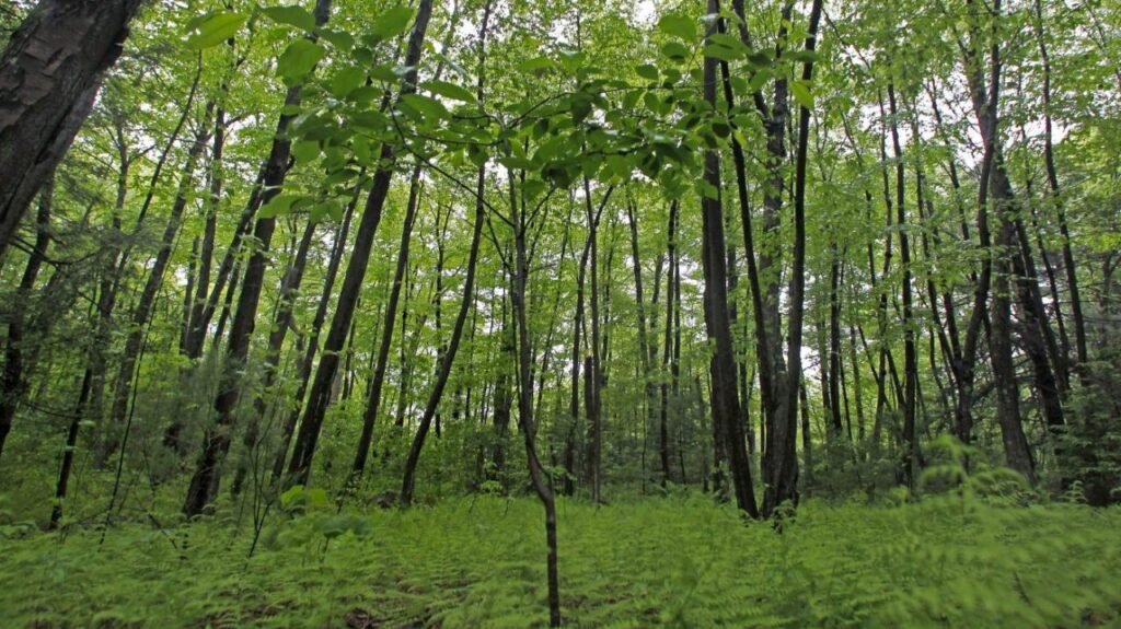 How hurricanes threaten forests and the carbon markets that depend on them