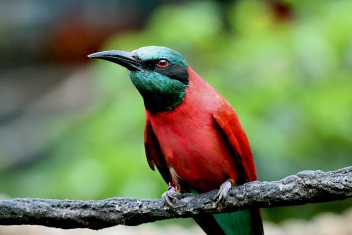 How technology is helping Disney monitor its birds’ diets