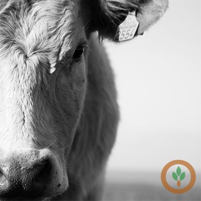 Midday Cash Livestock Market – Brownfield Ag News