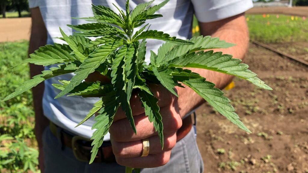 Governor DeSantis vetoes Florida bill to ban Delta 8 and other hemp products