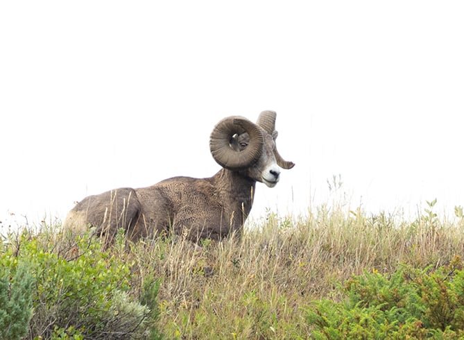 North Dakota’s bighorn sheep population is on the rise