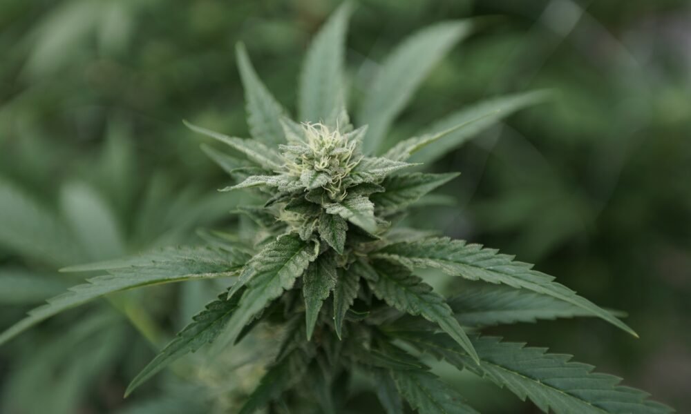 Pennsylvania lawmakers signal marijuana legalization could be on the way soon as neighboring states’ markets express urgency for reform.